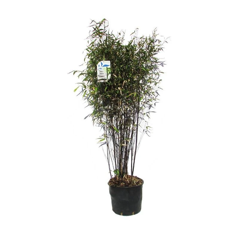 Phyllostachys Nigra 4 Phyllostachys Nigra - Imagen 2