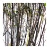 Phyllostachys Nigra -Suministros De Jardineria Ventas 2024 phyllostachys nigra