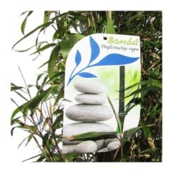 Phyllostachys Nigra 8 Phyllostachys Nigra -Suministros De Jardineria Ventas 2024 phyllostachys nigra 2