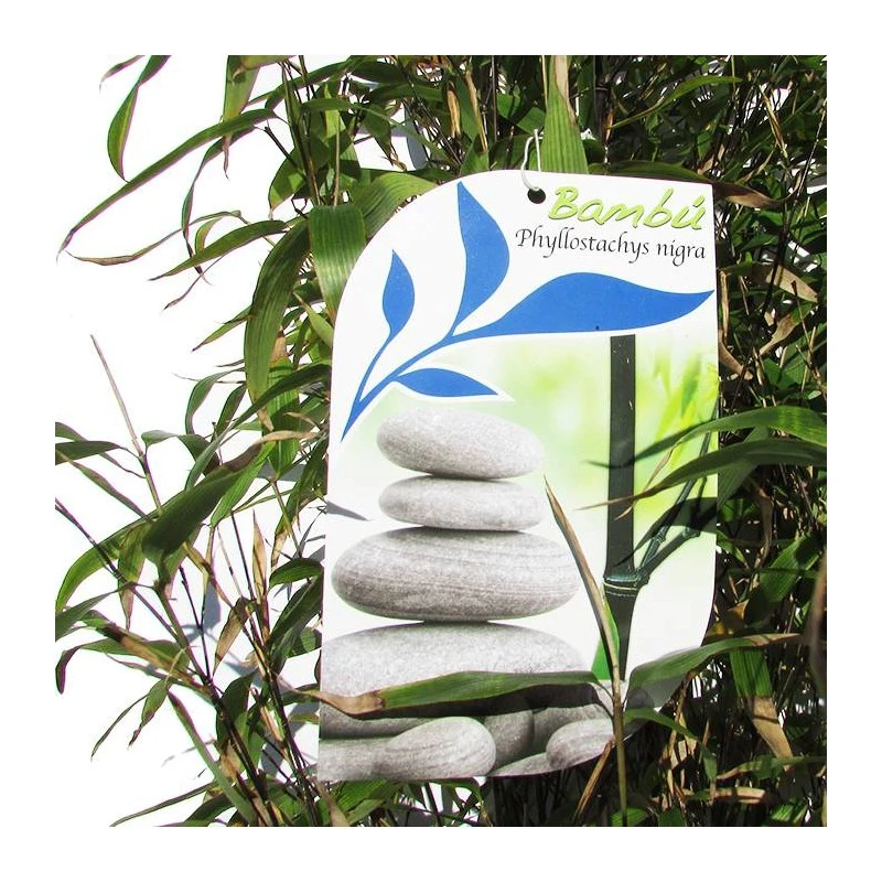 Phyllostachys Nigra 5 Phyllostachys Nigra - Imagen 3