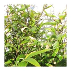 Phyllostachys Nigra 9 Phyllostachys Nigra -Suministros De Jardineria Ventas 2024 phyllostachys nigra 3