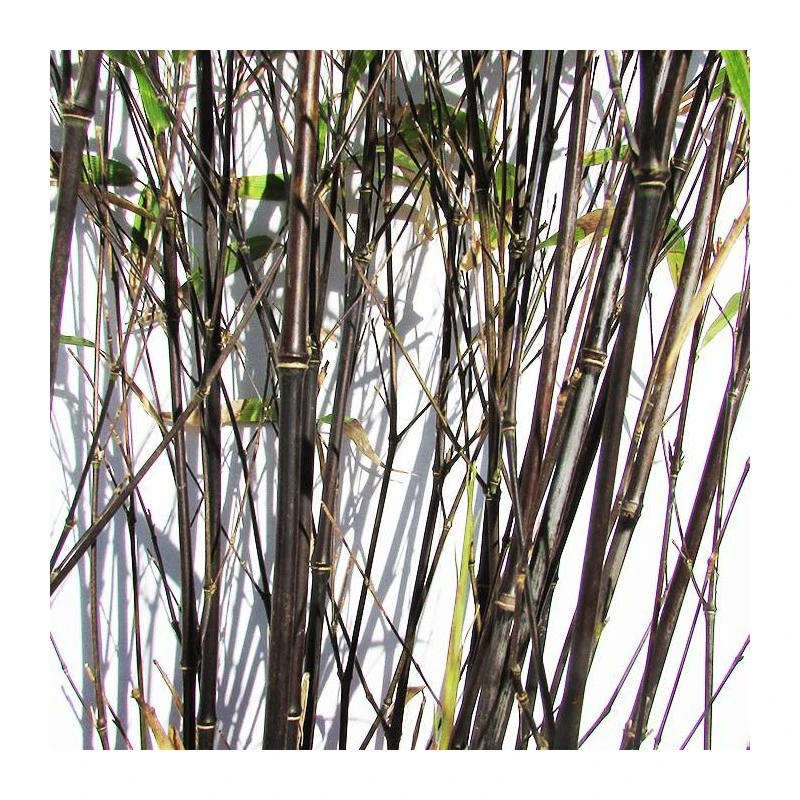 Phyllostachys Nigra 3 Phyllostachys Nigra