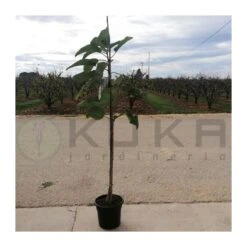 Phytolaca Dioica -Suministros De Jardineria Ventas 2024 phytolaca dioica 1