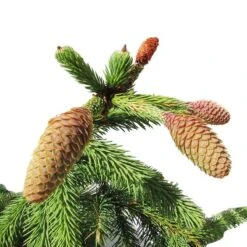 Abeto Rojo Enano. Picea Abies Acrocona -Suministros De Jardineria Ventas 2024 picea abies acrocona 2