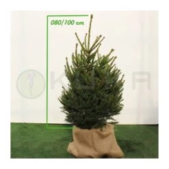 Picea Abies Compacta 6 Picea Abies Compacta -Suministros De Jardineria Ventas 2024 picea abies compacta 1