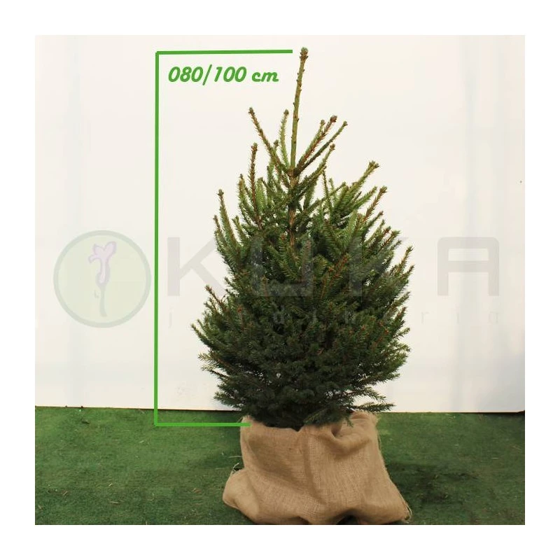 Picea Abies Compacta 4 Picea Abies Compacta - Imagen 2