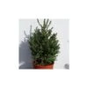 Picea Abies Compacta 2 Picea Abies Compacta -Suministros De Jardineria Ventas 2024 picea abies compacta