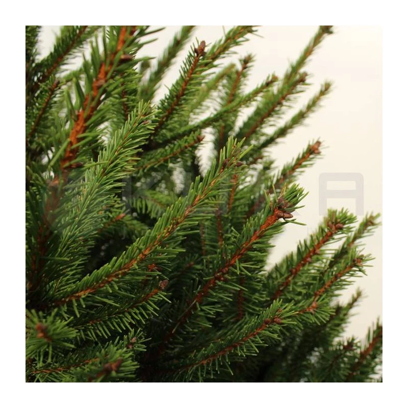 Picea Abies Compacta 5 Picea Abies Compacta - Imagen 3