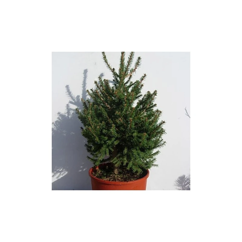 Picea Abies Compacta 3 Picea Abies Compacta