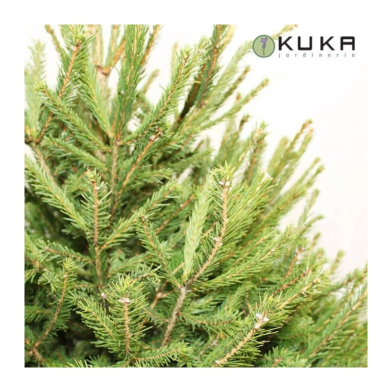 Picea Abies Excelsa 3 Picea Abies Excelsa - Imagen 2