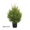 Picea Abies Excelsa -Suministros De Jardineria Ventas 2024 picea abies excelsa