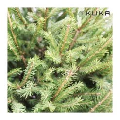 Picea Abies Excelsa 8 Picea Abies Excelsa -Suministros De Jardineria Ventas 2024 picea abies excelsa 2