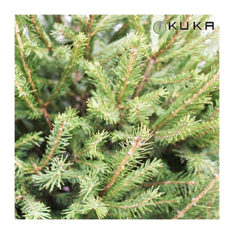 Picea Abies Excelsa 4 Picea Abies Excelsa - Imagen 3