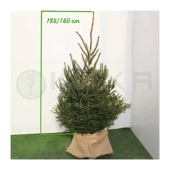 Picea Abies Excelsa 9 Picea Abies Excelsa -Suministros De Jardineria Ventas 2024 picea abies excelsa 3