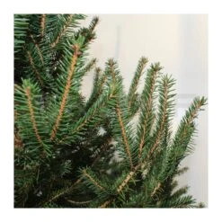 Picea Abies Excelsa 10 Picea Abies Excelsa -Suministros De Jardineria Ventas 2024 picea abies excelsa 4