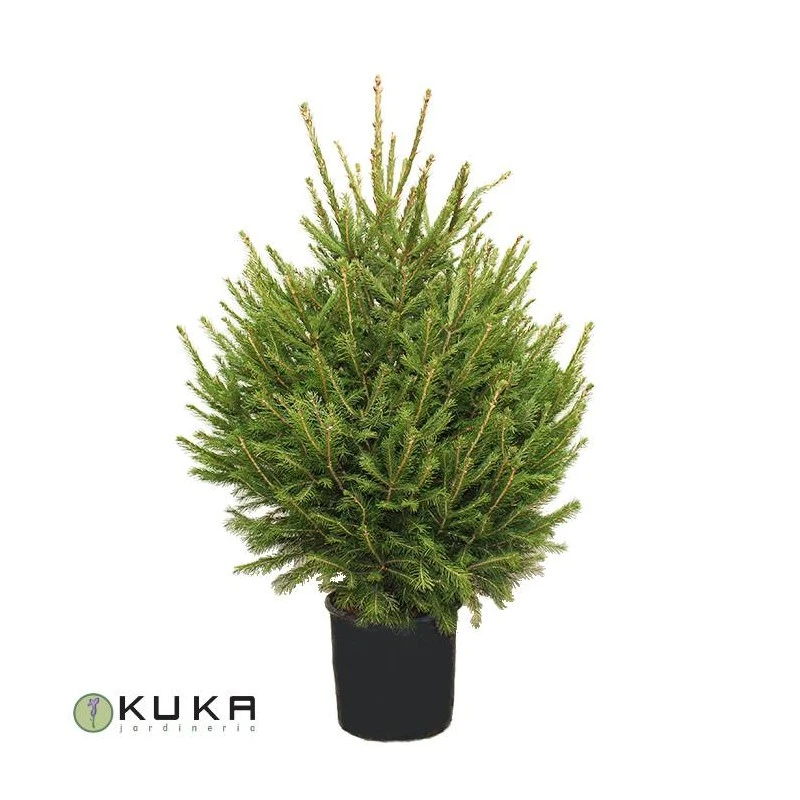 Picea Abies Excelsa 2 Picea Abies Excelsa