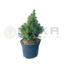 Picea Glauca Alba
