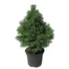 Picea Glauca Conica 2 Picea Glauca Conica -Suministros De Jardineria Ventas 2024 picea glauca conica