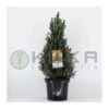 Picea Glauca Sander´s Blue -Suministros De Jardineria Ventas 2024 picea glauca sanders blue
