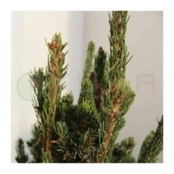 Picea Likiangensis Balfouriana 5 Picea Likiangensis Balfouriana -Suministros De Jardineria Ventas 2024 picea likiangensis balfouriana 1