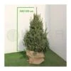 Picea Likiangensis Balfouriana -Suministros De Jardineria Ventas 2024 picea likiangensis balfouriana