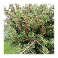 Picea Omorika Karel 5 Picea Omorika Karel -Suministros De Jardineria Ventas 2024 picea omorika karel 1