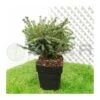 Picea Omorika Karel -Suministros De Jardineria Ventas 2024 picea omorika karel