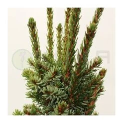 Picea Omorika Nana -Suministros De Jardineria Ventas 2024 picea omorika nana 1