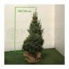 Picea Omorika Nana 2 Picea Omorika Nana -Suministros De Jardineria Ventas 2024 picea omorika nana