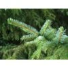 Picea Omorika -Suministros De Jardineria Ventas 2024 picea omorika nana 2
