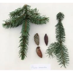 Picea Omorika 6 Picea Omorika -Suministros De Jardineria Ventas 2024 picea omorika nana 3