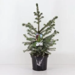 Picea Omorika 7 Picea Omorika -Suministros De Jardineria Ventas 2024 picea omorika nana 4