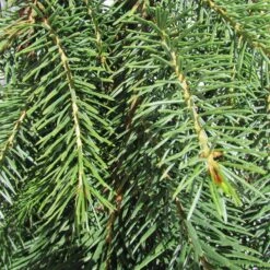 Picea Omorika Nana Pendula -Suministros De Jardineria Ventas 2024 picea omorika pendula 1