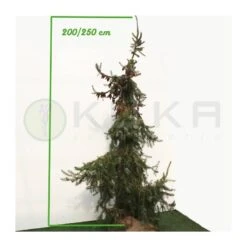 Picea Omorika Nana Pendula -Suministros De Jardineria Ventas 2024 picea omorika pendula 2