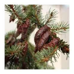 Picea Omorika Nana Pendula -Suministros De Jardineria Ventas 2024 picea omorika pendula 3
