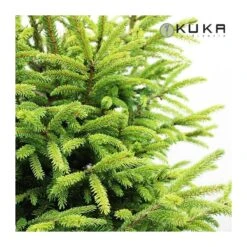 Picea Orientalis 8 Picea Orientalis -Suministros De Jardineria Ventas 2024 picea orientalis 1