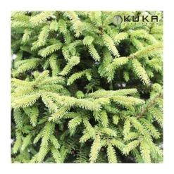 Picea Orientalis 9 Picea Orientalis -Suministros De Jardineria Ventas 2024 picea orientalis 2