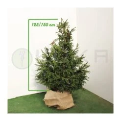 Picea Orientalis 10 Picea Orientalis -Suministros De Jardineria Ventas 2024 picea orientalis 3