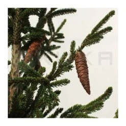 Picea Orientalis 11 Picea Orientalis -Suministros De Jardineria Ventas 2024 picea orientalis 4