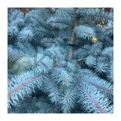 Picea Pungens Edith 5 Picea Pungens Edith -Suministros De Jardineria Ventas 2024 picea pungens edith 1
