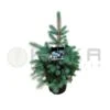 Picea Pungens Edith -Suministros De Jardineria Ventas 2024 picea pungens edith