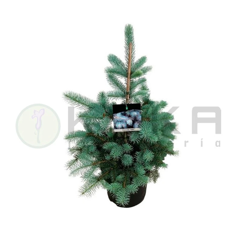 Picea Pungens Edith 3 Picea Pungens Edith