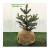 Picea Pungens Blue Diamond -Suministros De Jardineria Ventas 2024 picea pungens glauca