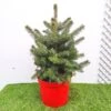 Picea Pungens Super Blue 1 Picea Pungens Super Blue -Suministros De Jardineria Ventas 2024 picea pungens glauca 2