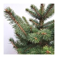Picea Pungens Super Blue -Suministros De Jardineria Ventas 2024 picea pungens glauca 4