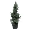 Abeto Azul. Picea Pungens Iseli Fastigiata 2 Abeto Azul. Picea Pungens Iseli Fastigiata -Suministros De Jardineria Ventas 2024 picea pungens iseli fastigiata