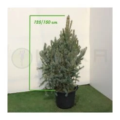 Abeto Azul. Picea Pungens Iseli Fastigiata -Suministros De Jardineria Ventas 2024 picea pungens iseli fastigiata 2