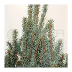 Abeto Azul. Picea Pungens Iseli Fastigiata -Suministros De Jardineria Ventas 2024 picea pungens iseli fastigiata 3