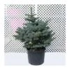 Picea Pungens Montgomery -Suministros De Jardineria Ventas 2024 picea pungens montgomery