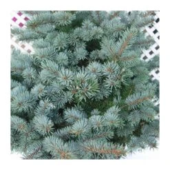 Picea Pungens Montgomery -Suministros De Jardineria Ventas 2024 picea pungens montgomery 1 2